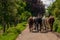 Herd of horses seen from behind.