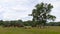 A herd of horses and sheep on a green pasture next to a tree and forest on a cloudy day