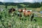 Herd of horses shot trough thistle thorns in the foreground