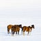 Herd of horses in the snow