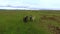 A herd of horses stand on a pasture in Iceland. Andreev.