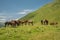 Herd of horses standing on green pasture under blue sky