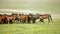 Herd of horses on a summer pasture.