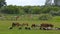 A herd of horses on a summer pasture. A herd of sheep on a green meadow.