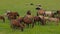 A herd of horses on a summer pasture. A herd of sheep on a green meadow.