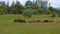 A herd of horses on a summer pasture. A herd of sheep on a green meadow.