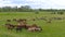 A herd of horses on a summer pasture. A herd of sheep on a green meadow