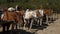 Herd of horses are tethered in a parking
