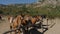 Herd of horses are tethered in a parking