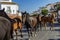 Herd of horses and their offspring passing through the municipality of Almonte, during the traditional annual event of the mares