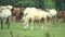 Herd of horses walking on pasture, breeding horses, horse farm and agriculture