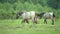 Herd of horses walking on pasture, breeding horses, horse farm and agriculture