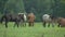 Herd of horses walking on pasture, breeding horses, horse farm and agriculture