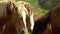 Herd of horses walking on pasture, breeding horses, horse farm and agriculture