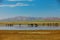 Herd horses on watering place. Mongolia Altai