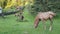 A herd of horses and young foals graze in the village. Farm. Animal life in the country.