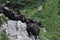 Herd of hortobagy racka sheep standing on the rocks with green land in the background