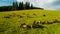 Herd of hucul pony grazing in a valley on a sunny day in Sihla, Slovakia