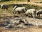 Herd of Iberian pigs grazing in the open