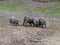 Herd of Iberian pigs grazing in the open
