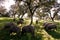 Herd of Iberian pigs in montanera at sunset in the pasture of Extremadura