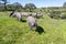 Herd of Iberian pigs in the pasture of Huelva, Andalusia, Spain. Focus is in the nearest pig with shallow deep of field