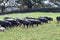 Herd of Iberian pigs in the pasture of Huelva, Andalusia, Spain. Shallow deep of field