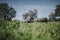 Herd of iberian pigs in a spanish meadow.