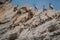 a herd of ibex jumping from cliffside, in unison, to escape predators