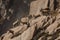 a herd of ibex leaping from rock to rock on a steep mountain slope