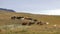 Herd of Icelandic horses