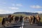 Herd of Icelandic Horses Running Down A Road