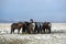 Herd of Icelandic horses after snow storm