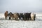 Herd of Icelandic horses after snow storm