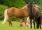 A herd of Icelandic horses with some newborn foals laying in the grass, protected by their mothers