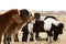 Herd of Icelandic ponies