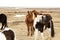 Herd of Icelandic ponies