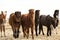 Herd of Icelandic ponies