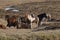 Herd of Icelandic Ponies on Snaefellsnes Peninsula