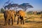 Herd if elephants in Amboseli National Park