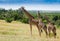 Herd if giraffes in Masai mara National Park