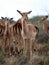 A herd of impala antelope from South Africa