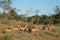 Herd of impala antelopes