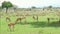 Herd of Impala antelopes resting and eating grass