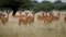 A herd of impala bounding through the grassland created with Generative AI