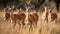 A herd of impala bounding through the grassland created with Generative AI
