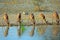 Herd of Impala drinking from a waterhole