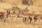 A herd of impala during the dry season in the bushveld.