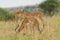 Herd of Impala feeding