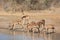 Herd of Impala, Kruger Park, South Africa